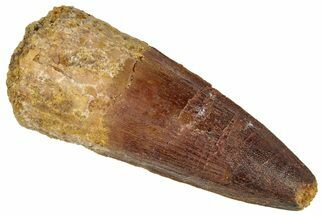 Fossil Spinosaurus Tooth - Real Dinosaur Tooth #305624