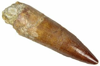 Fossil Spinosaurus Tooth - Real Dinosaur Tooth #305639