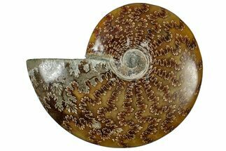 Polished Cretaceous Ammonite (Cleoniceras) Fossil - Madagascar #305939