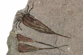 Eocrinoid (Ascocystites) Mortality Plate - Ordovician #306199