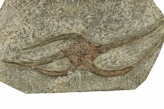 Ordovician Brittle Star (Ophiura) - Morocco #306228