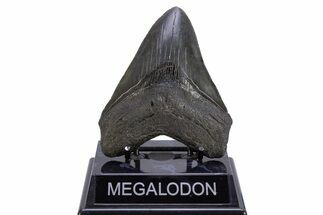 Serrated, Fossil Megalodon Tooth - South Carolina #306303