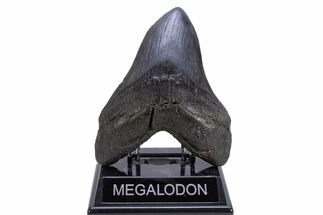 Huge Fossil Megalodon Tooth - South Carolina #306311