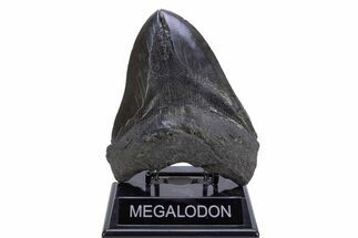 Fossil Megalodon Tooth - Massive River Meg #306312