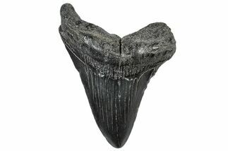 Fossil Megalodon Tooth - South Carolina #306254
