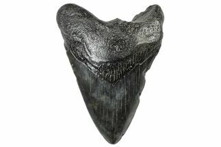 Fossil Megalodon Tooth - South Carolina #306264