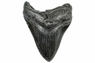 Serrated, Fossil Megalodon Tooth - South Carolina #306274