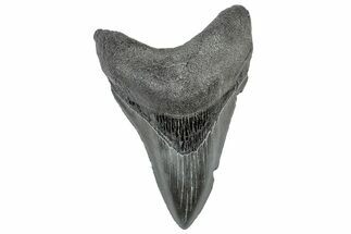 Serrated, Fossil Megalodon Tooth - South Carolina #306282