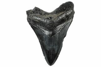 Fossil Megalodon Tooth - South Carolina #306283