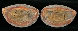 Boreosomus Fossil Fish From Madagascar - Triassic #16748
