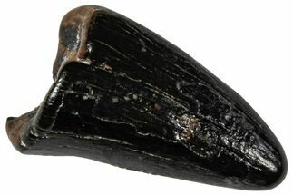 Fossil Juvenile Tyrannosaur (Nanotyrannus?) Tooth - Montana #306574