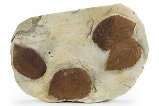 Wide Plate with Four Fossil Leaves (Two Species) - Montana #305985