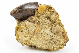 Fossil Tyrannosaurus (T rex) Tooth Tip in Situ - Wyoming #306663