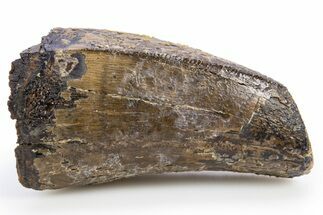 Fossil Tyrannosaurus (Trex) Tooth - Wyoming #306784