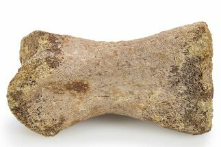 Fossil Dinosaur (Ornithomimus?) Phalanx Bone - Wyoming #306836