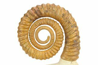 Huge Devonian Ammonoid (Anetoceras) - Tazarine, Morocco #306908