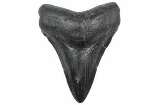 Fossil Megalodon Tooth - South Carolina #306291