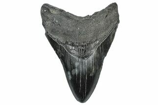 Serrated, Fossil Megalodon Tooth - South Carolina #306299