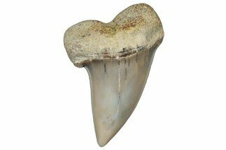 Fossil Shark Tooth (Carcharodon planus) - Bakersfield, CA #306797