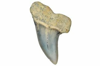 Fossil Shark Tooth (Carcharodon planus) - Bakersfield, CA #306817