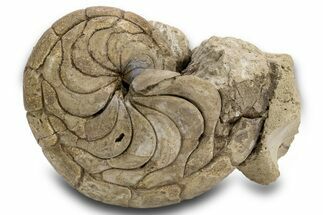 Fossil Nautilus (Aturia) - Boujdour, Morocco #306926