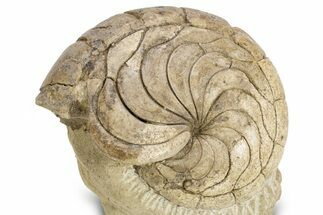Fossil Nautilus (Aturia) - Boujdour, Morocco #306927