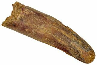 Fossil Spinosaurus Tooth - Real Dinosaur Tooth #305807