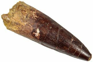 Fossil Spinosaurus Tooth - Real Dinosaur Tooth #305811