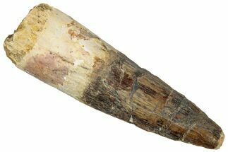 Fossil Spinosaurus Tooth - Real Dinosaur Tooth #305838