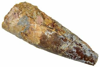 Fossil Spinosaurus Tooth - Real Dinosaur Tooth #305841