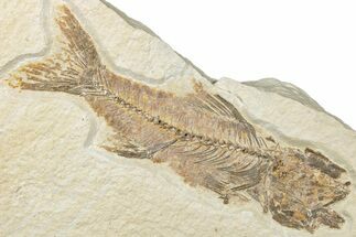 Rare, Fossil Fish (Amphiplaga) - Wyoming #307163