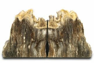 Polished Petrified Wood Bookends - Washington #307181