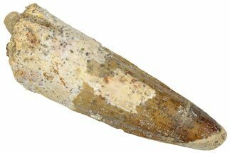 Fossil Spinosaurus Tooth - Real Dinosaur Tooth #305867