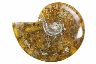 Polished Cretaceous Ammonite (Cleoniceras) Fossil - Madagascar #305899