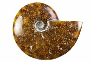 Polished Cretaceous Ammonite (Cleoniceras) Fossil - Madagascar #305927