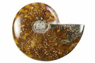 Polished Cretaceous Ammonite (Cleoniceras) Fossil - Madagascar #305932