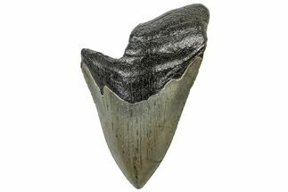 Partial, Fossil Megalodon Tooth - Serrated Blade #307293