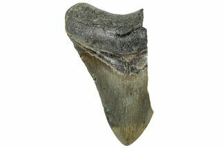 Partial, Fossil Megalodon Tooth - Serrated Blade #307294