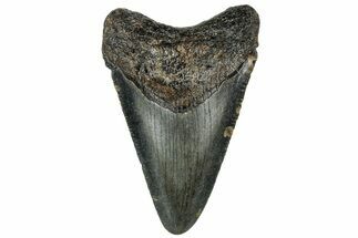 Serrated, Juvenile Megalodon Tooth - North Carolina #307313