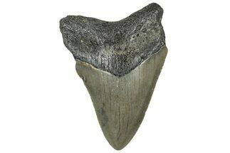 Serrated, Juvenile Megalodon Tooth - North Carolina #307316