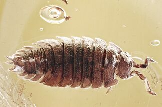 Detailed Fossil Woodlouse (Oniscidae) In Baltic Amber - Rare #307203