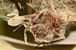 Two Fossil Ants (Formicidae) and a Spider (Araneae) In Baltic Amber #307208