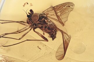 Detailed Fossil Predatory Snipe Fly (Symphoromyia) In Baltic Amber #307238