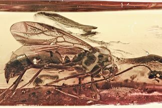 Large, Detailed Fossil Winged Ant (Formicidae) In Baltic Amber #307243
