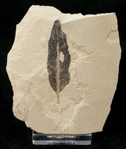 Fossil Mimosites coloradensis Leaf - Green River Formation #16756