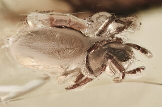 Detailed Fossil Spider and True Midges in Baltic Amber #307363