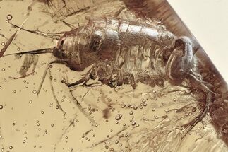 Fossil Semiaquatic Woodlouse (Ligiidae) In Baltic Amber - Rare #307371