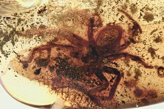 Giant Detailed Fossil Spider (Araneae) In Baltic Amber - Rare Size! #307395