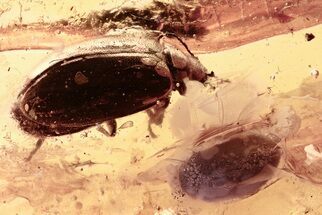 Two Detailed Fossil Marsh Beetles (Scirtidae) in Baltic Amber #307559