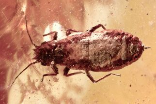 Detailed Fossil Aphid (Aphidoidea) in Baltic Amber #307579